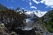 31 Rododendri sul filo di cresta della morena